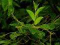 Mountain Currant Tree